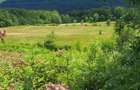 Teren Premium Intravilan ?uncuiu? (Pojorata) Panorama superba, padure - 14