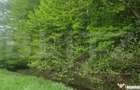 Teren Brasov , Dumbravita ,intravilan 680 mp pretabil casa s - 2