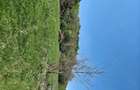 Teren intravilan 1400 m2 in Curteni, Santana de Mure? - la doar 10 minute de centrul Targu Mures - 1