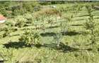 Teren 20.170mp | Livada | Suncuius, Bihor - 9