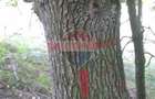 DE VANZARE FOND FORESTIER PRIVAT | 100,9 ha | Jude?ul Suceava