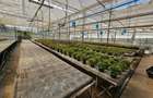 Inchiriez sera, solariu pentru productie flori sau legume - 1