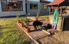 Casă cu 3 camere în Târnăveni - 1