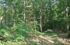 Vand 1,5 ha padure foioase (inclusiv terenul) - 4