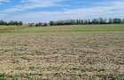 Teren agricol centura Buzia?, 1.14ha - 4