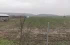 De vanzare casa in Argetoaia cu teren 7.000 mp - 5