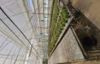 Inchiriez sera, solariu pentru productie flori sau legume - 3