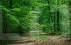 Teren forestier 6.500 mp – Cucorani, cu PUD aprobat - 1