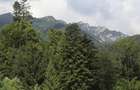 Teren Sinaia - Furnica - 2