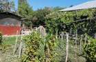 Puieni, judetul Giurgiu - 6