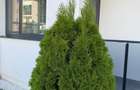 Apartament 2 camere Darwin Residence, Tunari