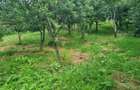 Proprietate cu casa,hambar,bazine pastrav,teren 5.655mp,Hobi?a-Retezat - 15