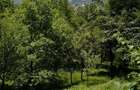 Teren intravilan 2.800 mp in Comarnic panorama asupra Vaii Prahovei - 4