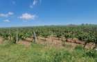 Vand Teren Extravilan In Orasul Urlati - 5