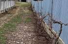 Vils la gri in Buftea, Strada Indepententei,NR 8 ,Calul Balan - 3