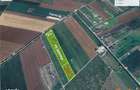 15000mp Ferma Liliac cu 47m deschidere la asfalt - 5