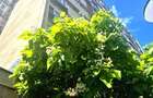 Garsoniera finisata si mobilata, de vanzare zona Piata Flora - 6