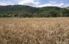 Vanzare terenuri construc?ii (agricol)