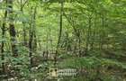 De vanzare teren extravilan 8,2037 ha padure ?i pa?une Borod, Bihor - 1