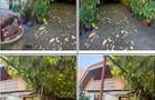 Casa si teren Picleu, ID: R3503059