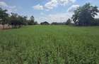 Teren de 3899 mp, în Filipeștii de Pădure - 7