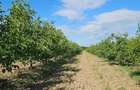 Plantatie de nuci pe rod, 14 ha, 2.000 pomi - 2