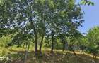 Teren langa padure Baicoi | 480 mp | D-32 ml | Zona vile noi - 4