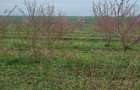 Teren de vanzare 6 hectare - 2