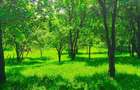 Teren intravilan Talea situat in mijlocul naturii !