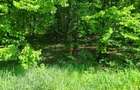 Vand 3600 mp padure, in Bascov, zona Uiasca - 5