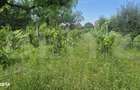 Proprietate de vanzare, teren 5488 mp, localitatea Ambud, comuna Paule - 4