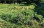 Teren Intravilan 1660 mp Bran - 1