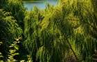 Teren 2500 mp - Casa peste 400 mp - Buftea - Agricultori - 7