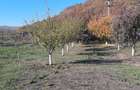 Apartament 3 cam + 10 ari teren ( curte+ livada)