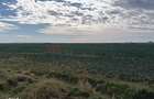 Ferma Agricola 1.350 HA Grad de Comasare 9697%, Jude?ul Arad - 9