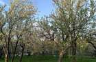 Vand teren in Adancata, jud. Suceava - 5