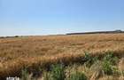 Teren extravilan cota parte 1/2, Magurele, ID: R2641535