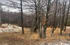 Teren intravilan suprafata 3723 mp jud. Buzau (Lacul Mocearu) - 6