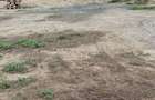 Vand teren intravilan Delta Dunarii in Pardina cu iesire la Dunare - 2