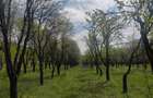 Teren de 9699 mp, în Odăile - 1