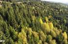 Pasune montana impadurita 16.2 ha - 6