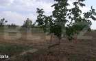 Ferma de nuci - teren agricol, zona Ivesti - 18