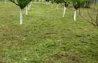 Gospodarie + teren agricol, Jiana Mare, jud. Mehedin?i - 3