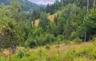 Teren intravilan ,extravilan Pojorata-Bucovina