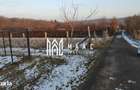 Teren intravilan 1079 mp zona Tropinii Noi Sibiu - 1