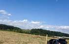 Lot teren intravilan Ciolpani - padurea Snagov - 1