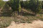 Vand 4,64 ha teren viticol cu plantatie de vita-de-vie Carligele, Podgoria Cotesti, Vrancea - 6