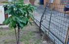 Braila, Teren 390 mp cu casa degradata - CENTRAL - 1