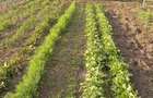 Gospodarie + teren agricol, Jiana Mare, jud. Mehedin?i - 1