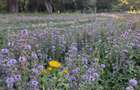 Teren intravilan pe malul Dunarii (577-592mp) - 6